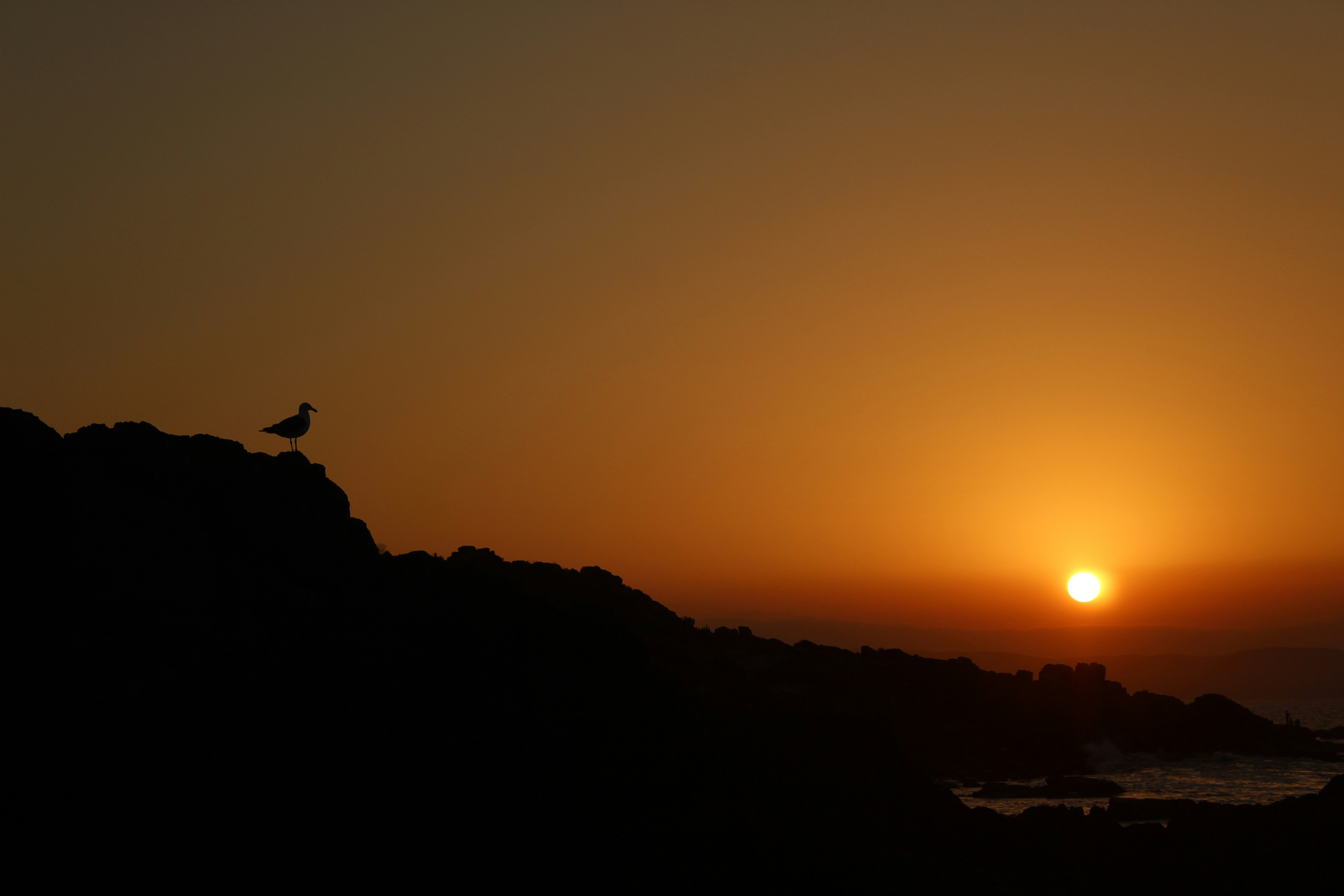 a lonely bird